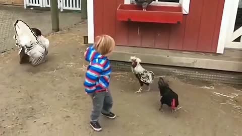 Chickens attack boy and he is scared to death