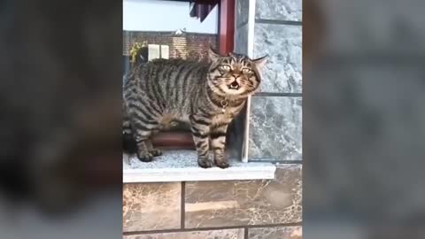 these cats can speak english better than most hooman