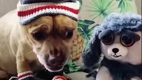 #limlorkpc #kanslersw Videos Funny Animals Fun24h._MIX VID FUN 24H - YouTube