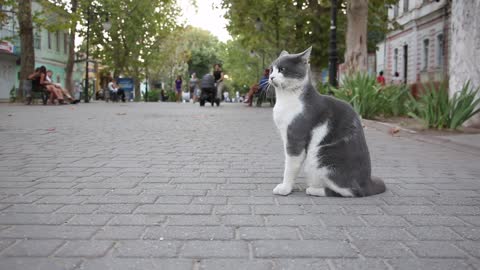 Gray Cat On The Street