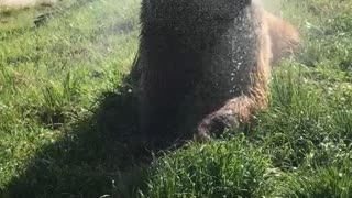 Happy Grizzly Loves Cooling Off on Hot Summer Day
