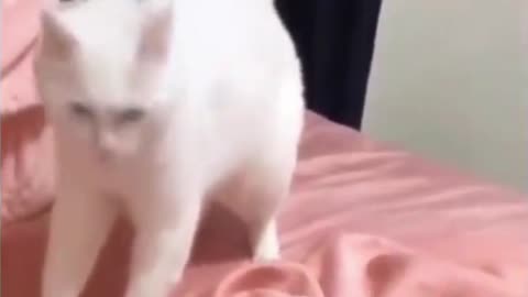 Funny cute cat's dance moves 😍🤣