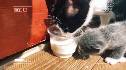 How cats lick slomo