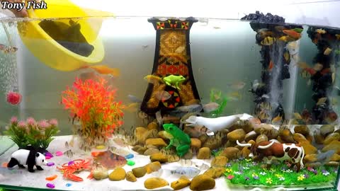 Cute Colorful Animals Aquarium, Black Three-tailed Fish, Frog, Guppies, Dolphins, Swordfish, Crab