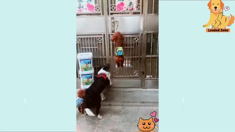 A group of dogs surprisingly know how to open and close the door to an apartment