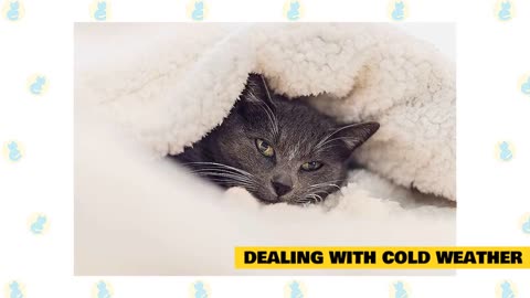 Cats and Cold Weather! (Cats 101)