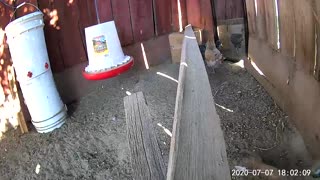 Young Chicks Establishing Pecking Order