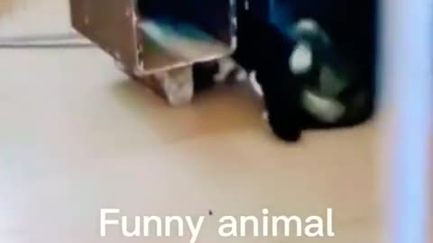Dog and cat fight with each other