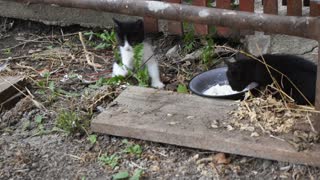 Kittens drink milk in my garden