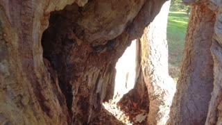 A Nice Old Tree with a couple of Holes in it!!! Pretty Cool!!!!!!!!!!