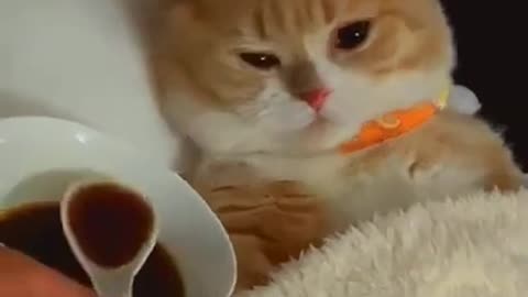 A sick cat does not want soup