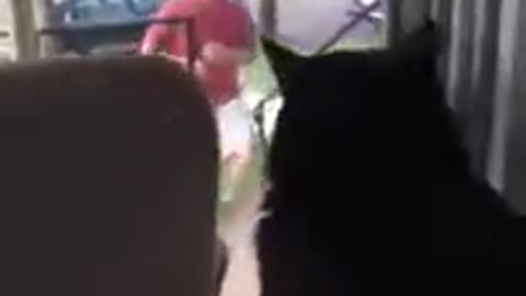 This Cat Was None To Happy When Owner Brought New Dog Home