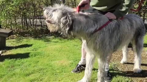 Brushing my Dog