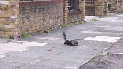 Sparrowhawk attacks jackdaw, then gets mobbed