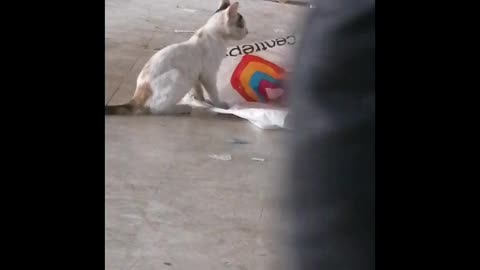 Wild Animals Hanging on the one Little Cat Outdoors in place Footage of Macaques,