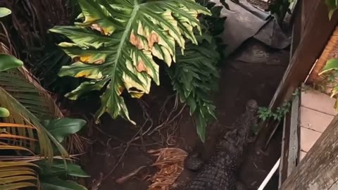 DEASY TUWO'S TERRIBLE LAST MOMENTS - DEVOWN ALIVE BY CROCODILES IN INDONESIA!