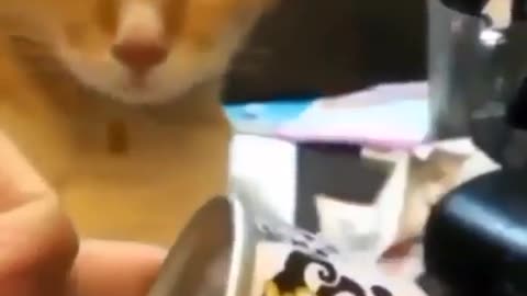 Little cat funny viral video cute cat and loved this video