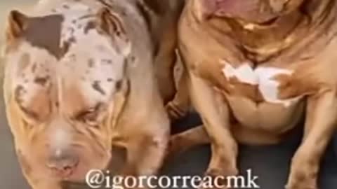 Pitbull dog lovers WhatsApp status