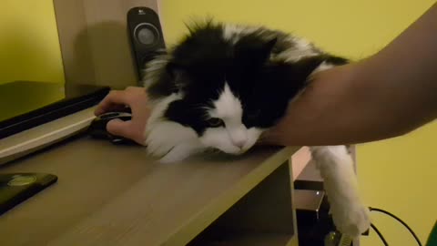 Lazy cat sleeping while owner is working