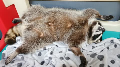 Pet raccoon caught sleeping in hilariously awkward position