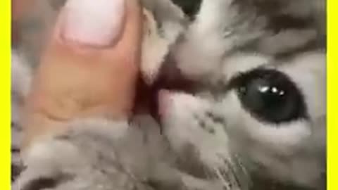 Best cat . funny cat videos 2021