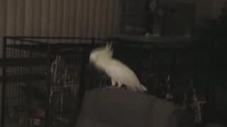 Cockatoo