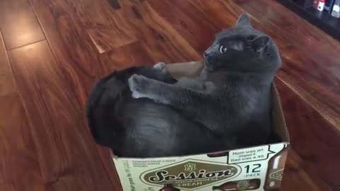 We’ve All Seen Cats In Boxes Before, But NOTHING Like This! What The…