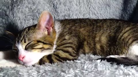 Red Nosed Kitten Sleeps on His Paws