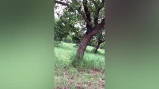 Cat climbs tree behind little birds