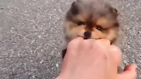 Attack Of The Funny Dogs - The Best Videos About Dogs 26
