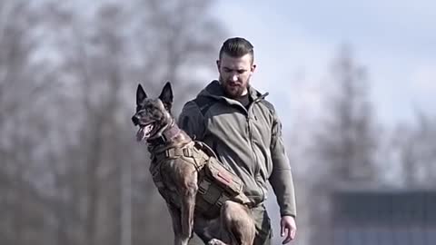 Dog balance training