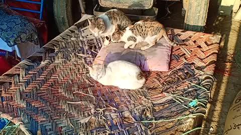 I disturb the three cats during rest