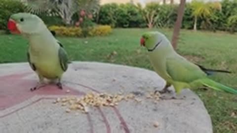 Ringneck teaching -funny parrot