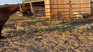 8-Week-Old Puppy Takes Horse for a Walk