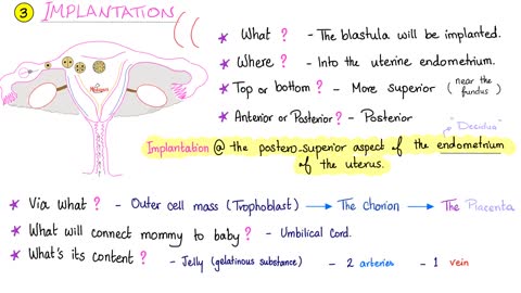 Implantation and Gastrulation | Biology Lectures for MCAT and DAT