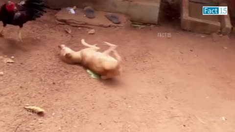 इन जानवरों से पंगा ना बाबा ना ----.... Funny Animals Video 2022