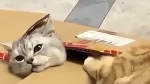 Cats Compilation