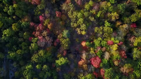 Colorful Forest from High Above