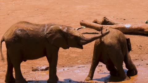 Two baby elephant playing with each others