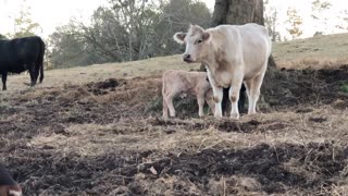 Calves Playing on the Farm