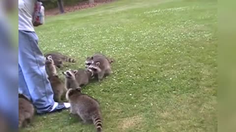 Funniest Raccoon Video Compilation of 2017 | must watch