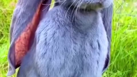 Big eared rabbit