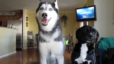 THIS SIBERIAN HUSKY DOG CAN ACTUALLY TALK