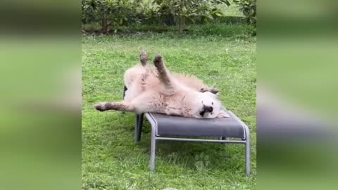 Funny animals - Funny cats / dogs - Funny animal videos 2