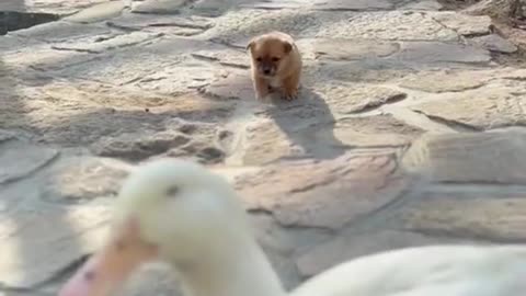 Cute dog and duck