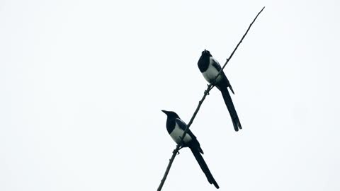 Two sparrows standing on the wire