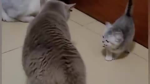 Cute cat video