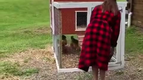 Hen Cute Funny Video Best Funny Hen Videos Funny Hens and Kittens