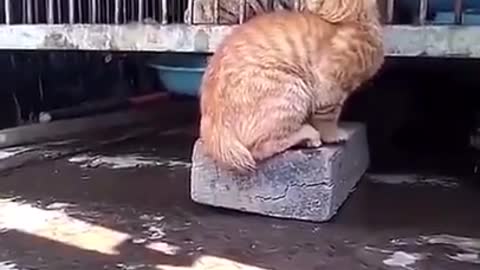 Cats are brave