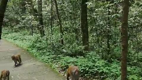 Monkeys Roaming in The Forest Park